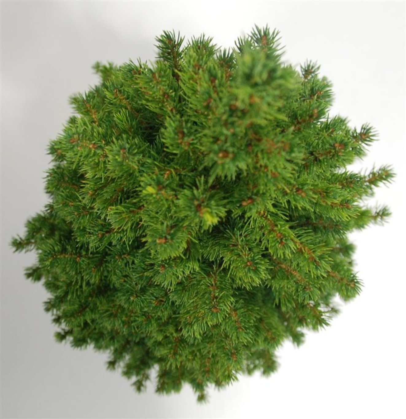 Picea glauca 'Perfecta' (Conica) - C5 60-70 CM